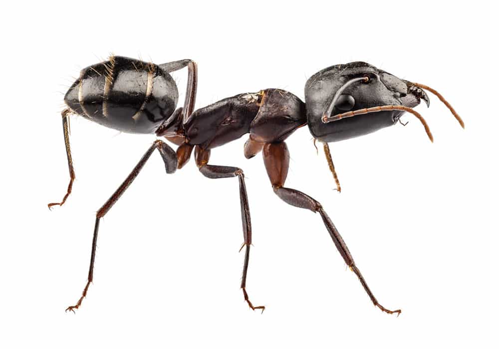 Carpenter Ant Pest Control in Portland OR and Vancouver WA