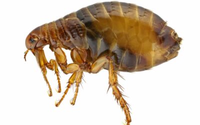 Signs of Fleas in House