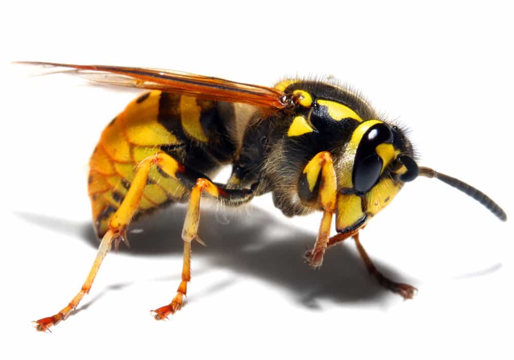 Download Yellow Jackets & Hornets | Aspen Pest Control