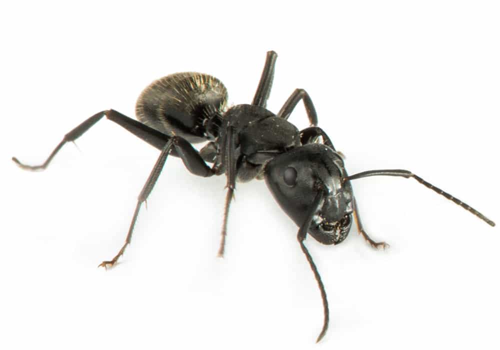 Small Ants & Sugar Ants Pest Control in Portland OR and Vancouver WA
