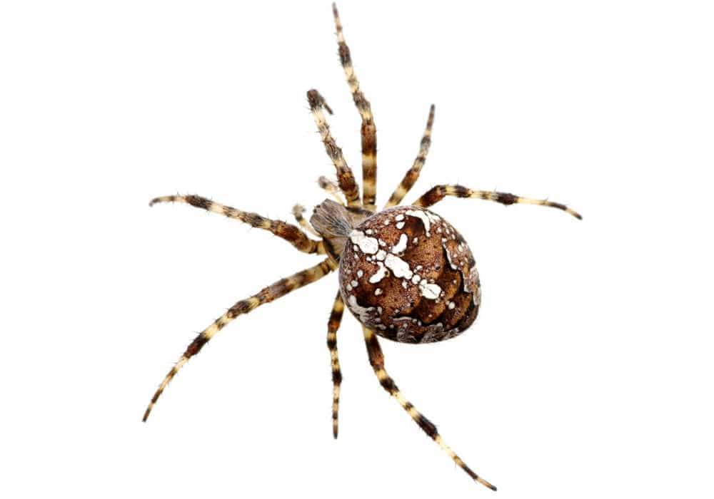 Spider Pest Control Vancouver WA