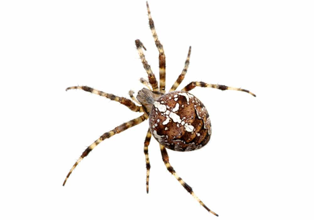 Washington Spider Identification Chart