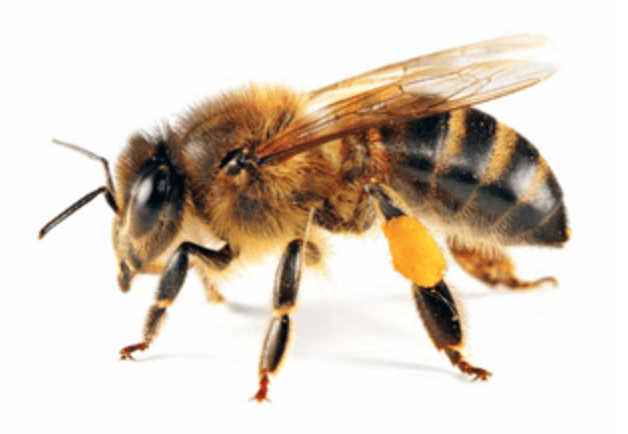 Bee Removal in Vancouver WA