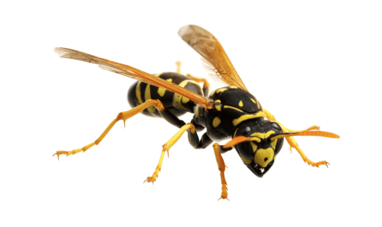 paper wasp nest removal &  Pest Control in Portland OR and Vancouver WA