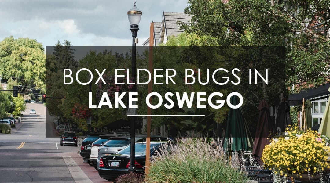 Box Elder Bugs In Lake Oswego