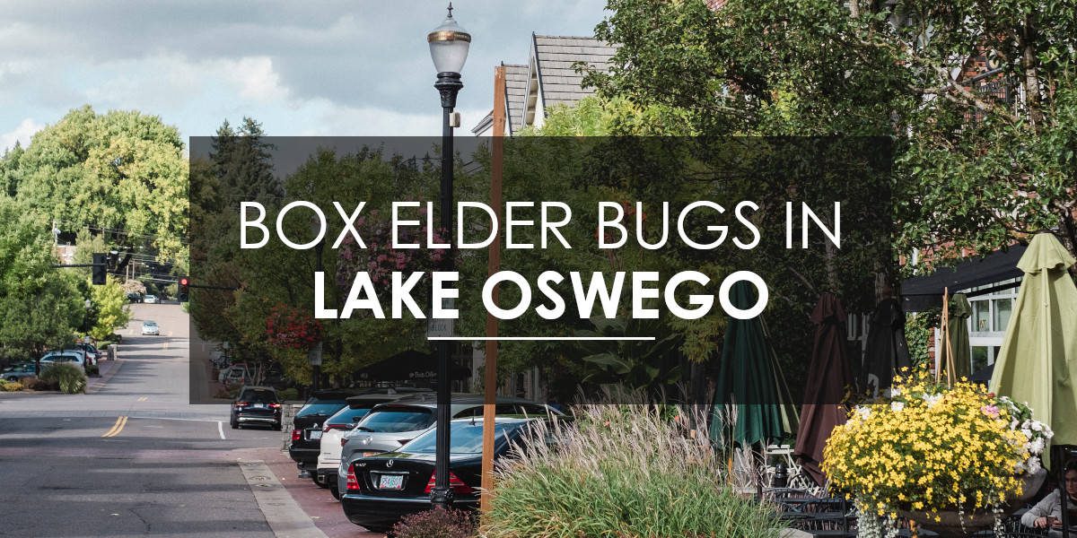 Box Elder Bug Control in Lake Oswego