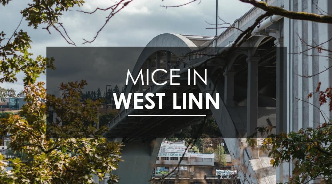 Mice in West Linn