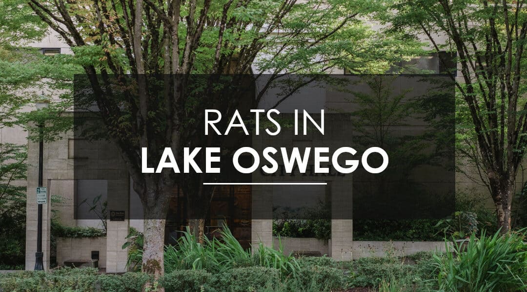 Rats in Lake Oswego