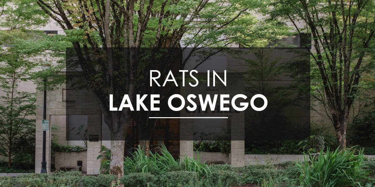 Rat control Lake Oswego