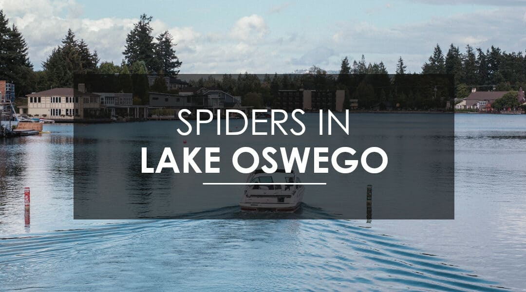 Spiders in Lake Oswego