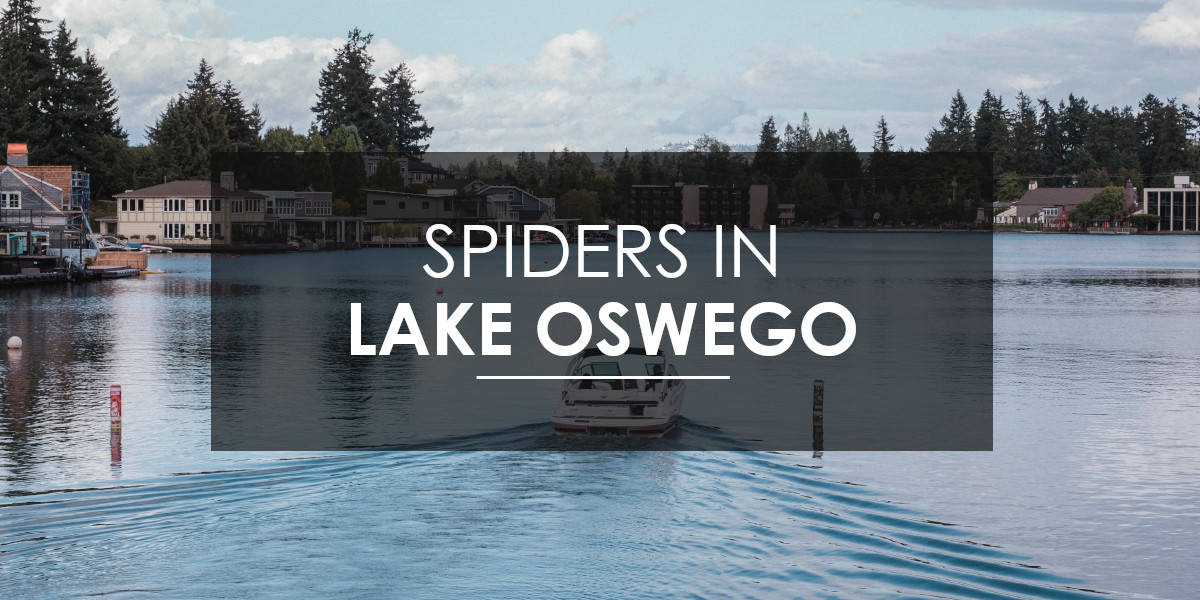 Spider control Lake Oswego