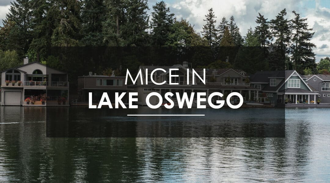 Mice Control In Lake Oswego