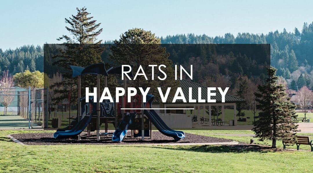 Rat Control in  Happy Valley