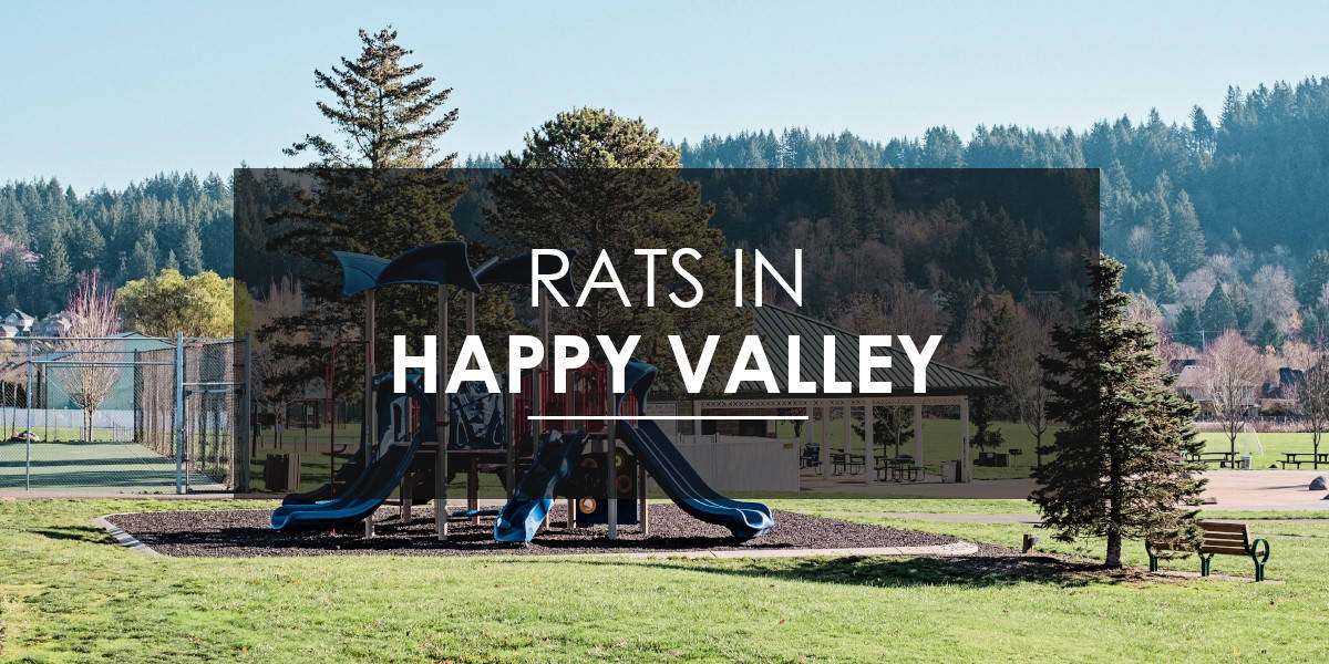 Rat Extermination in Happy Valley