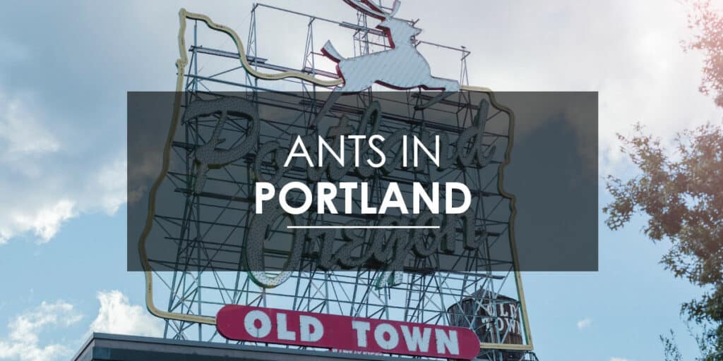 Ant Extermination in Portland