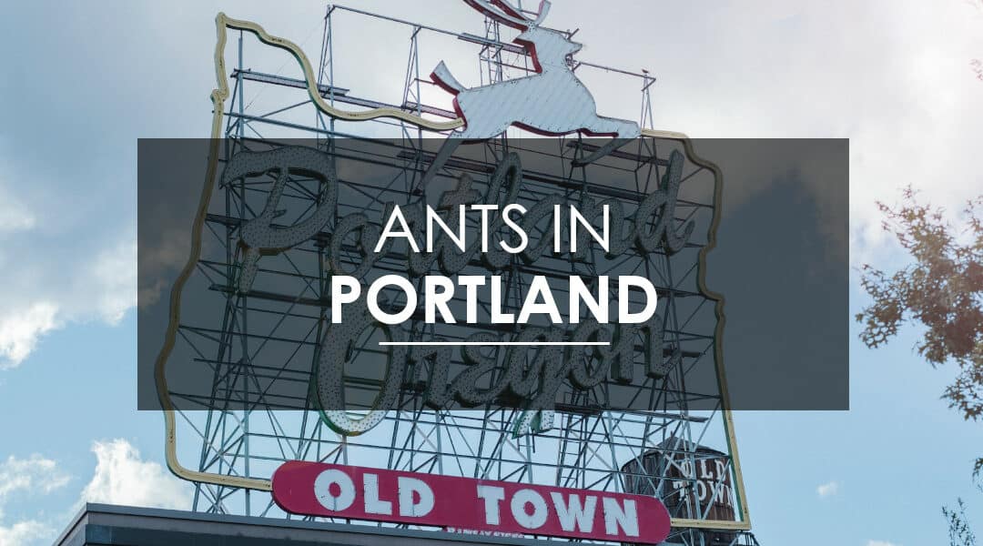 Ant Extermination in Portland