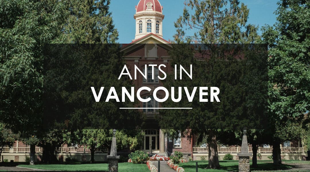 Sugar Ant Extermination in Vancouver