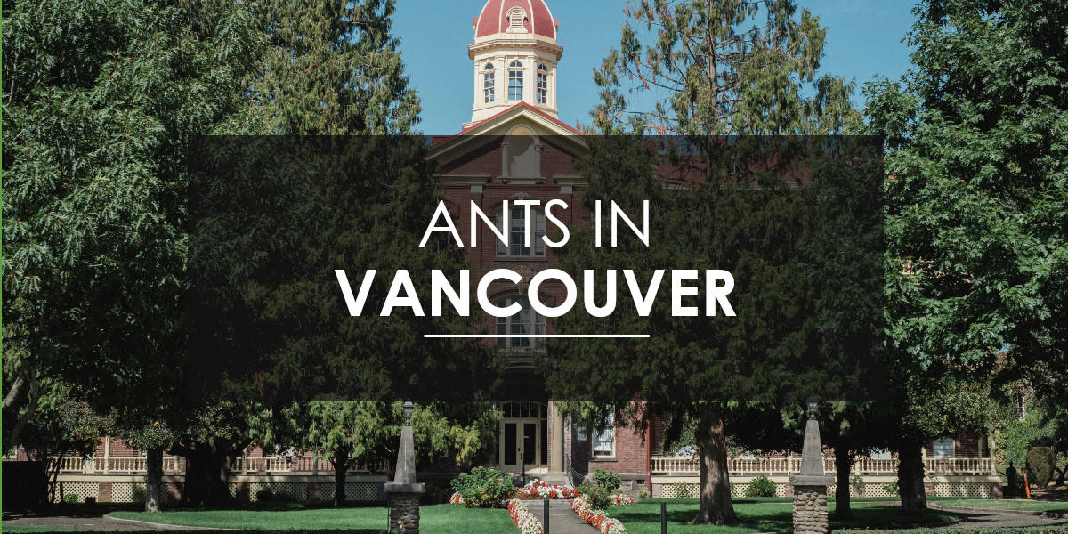 Ant Extermination in Vancouver