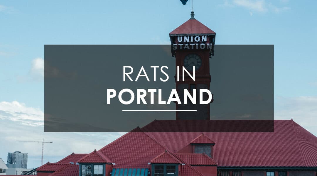 Rat Control in Portland