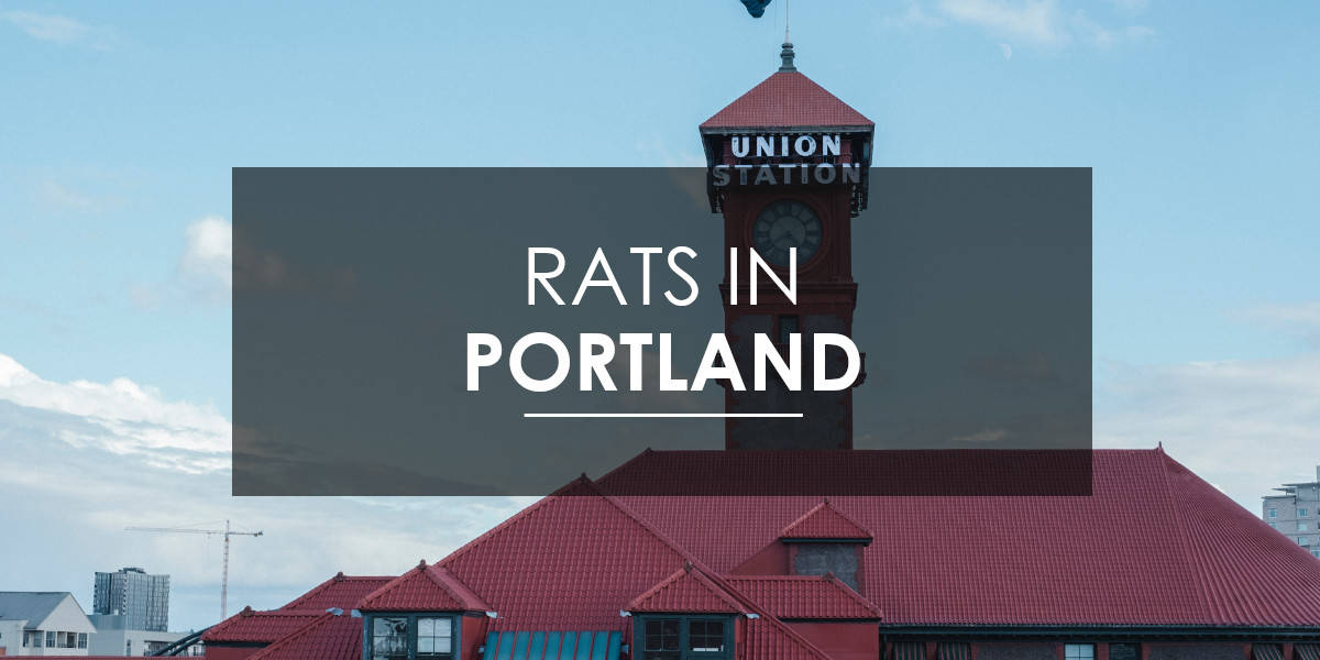 Who to call for rat and rodent control in Portland, OR