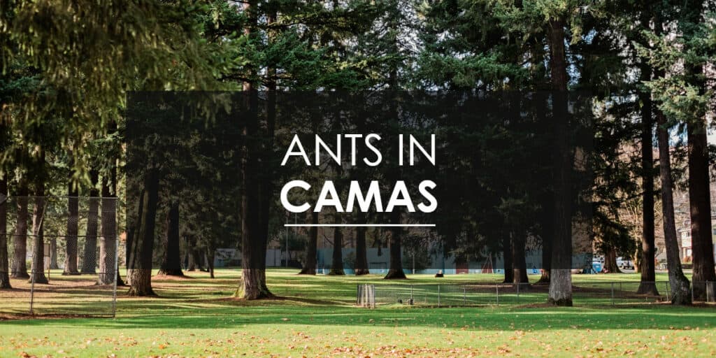 Ant Control in Camas