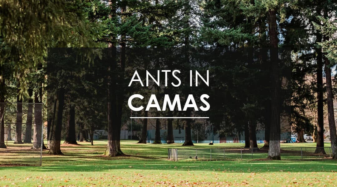 Sugar Ant Extermination In Camas