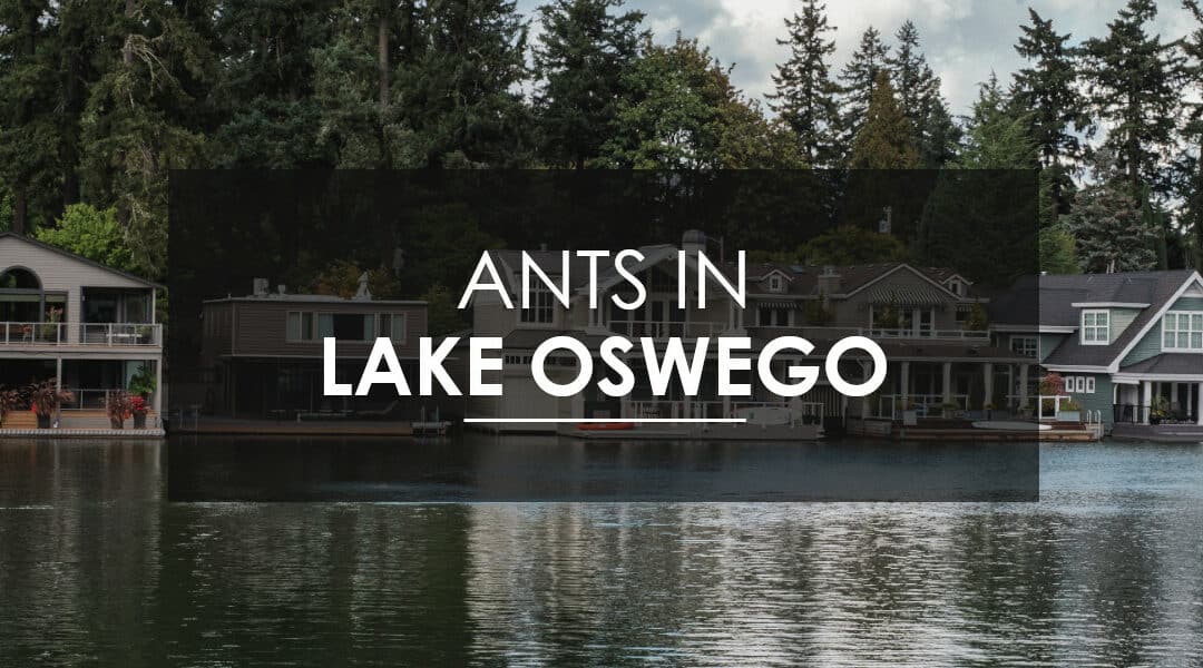 Ant Control in Lake Oswego