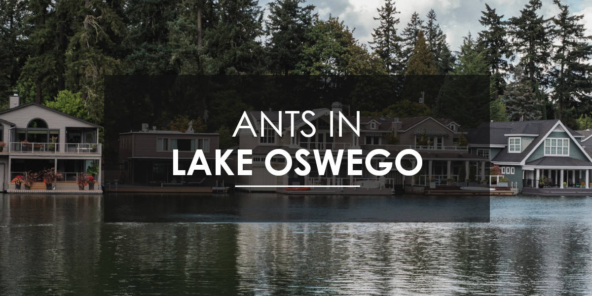 Aspen Pest Control provides ant control services in Lake Oswego