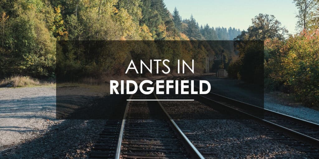 Ant Control in Ridgefield