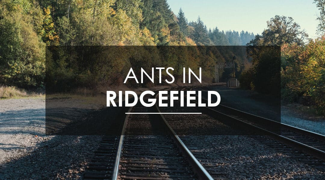 Ridgefield Sugar Ant Control