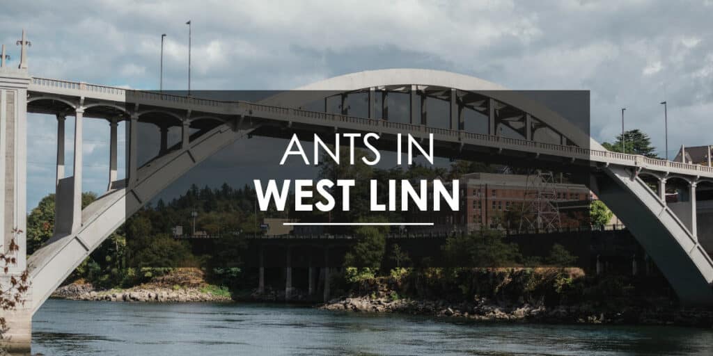 Aspen Pest Control provides ant extermination services in West Linn.