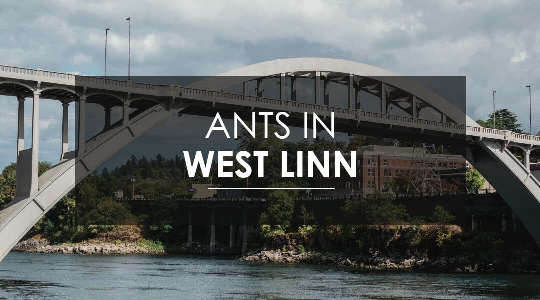 Ant Control in West Linn