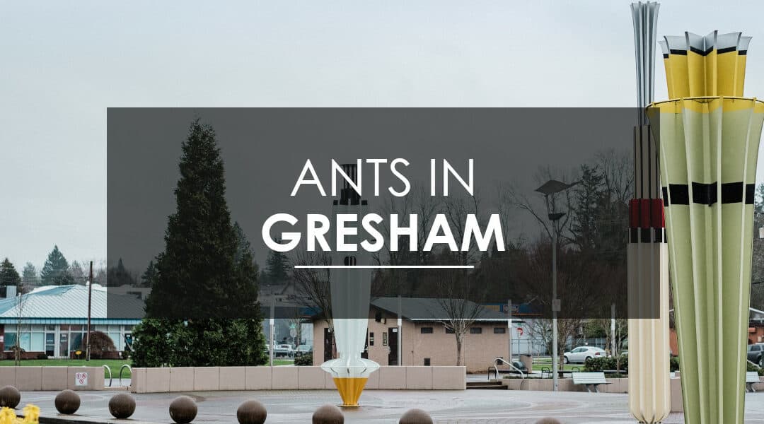 Ant Control in Gresham