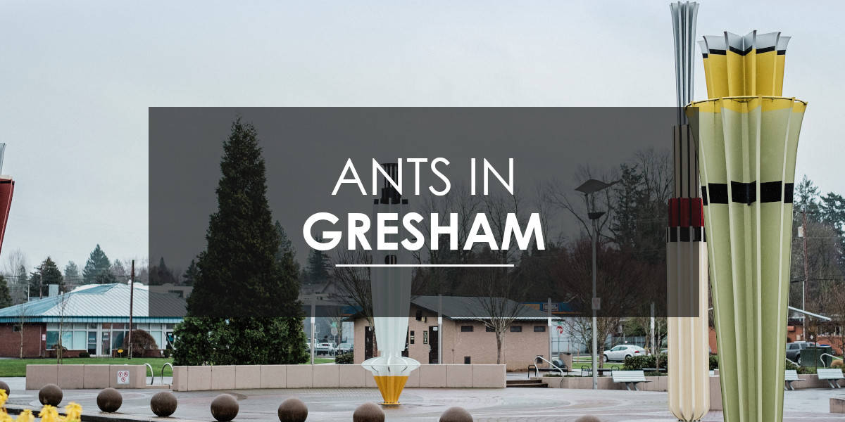 Ant control in Gresham, OR.