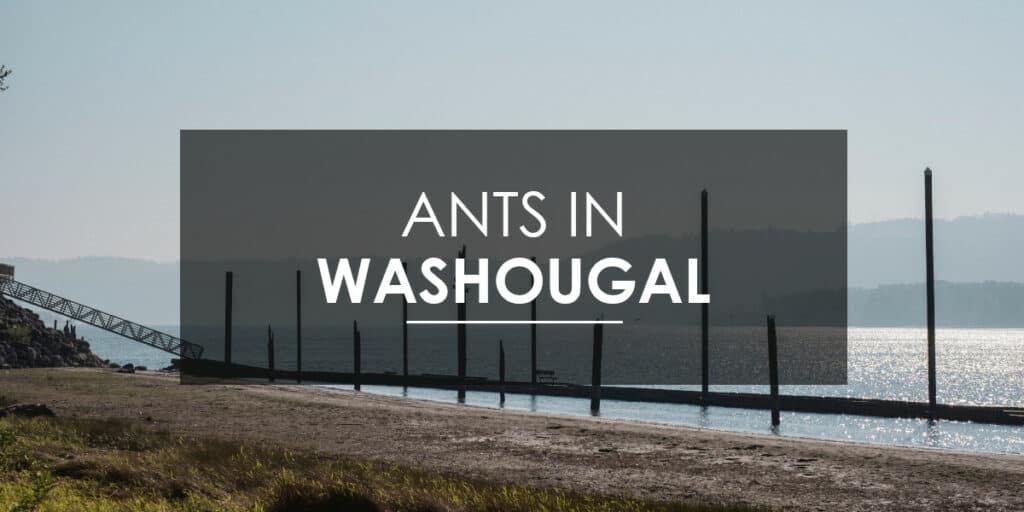 Ant control in Washougal, WA.