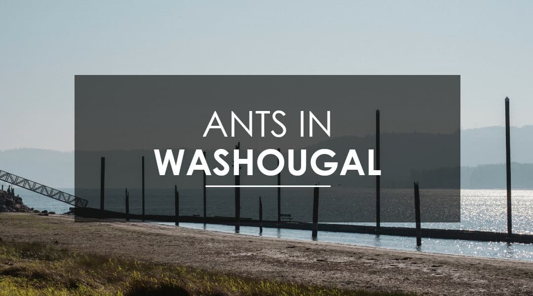 Ant Extermination in Washougal