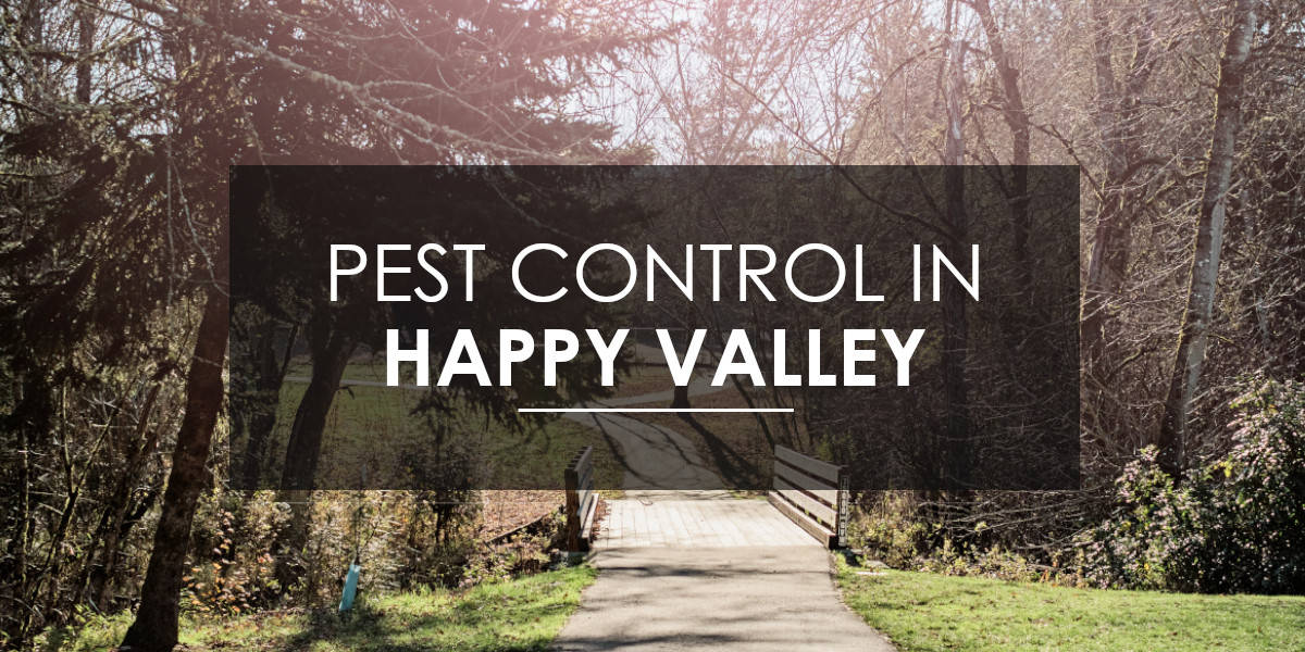 Pest Control in Happy Valley