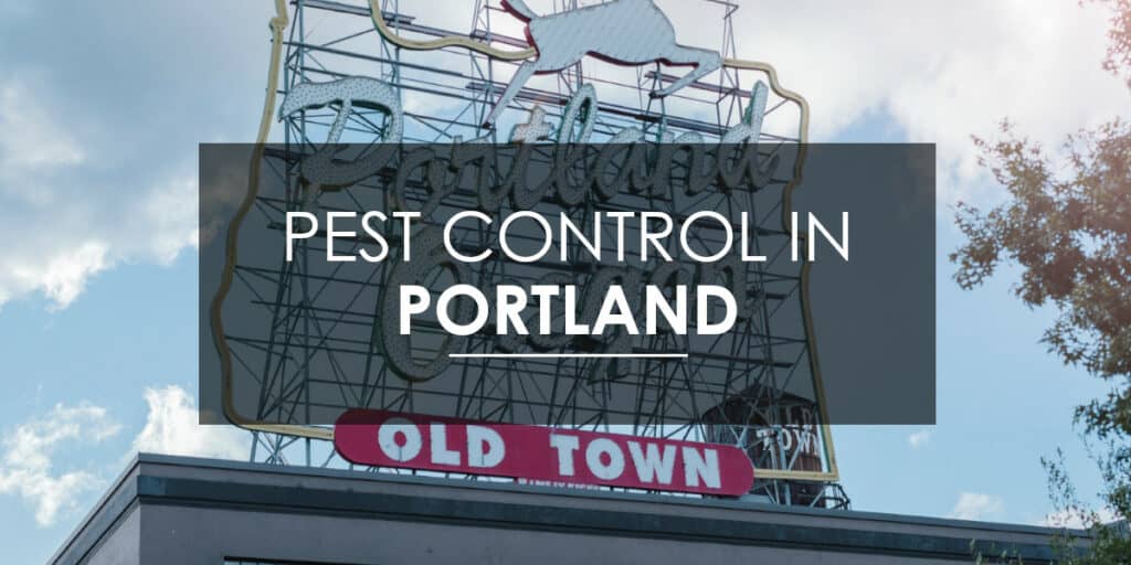 Pest Control in Portland