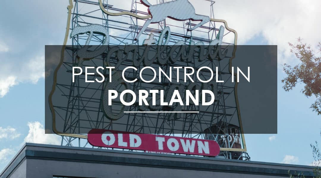 Pest Control in Portland, OR