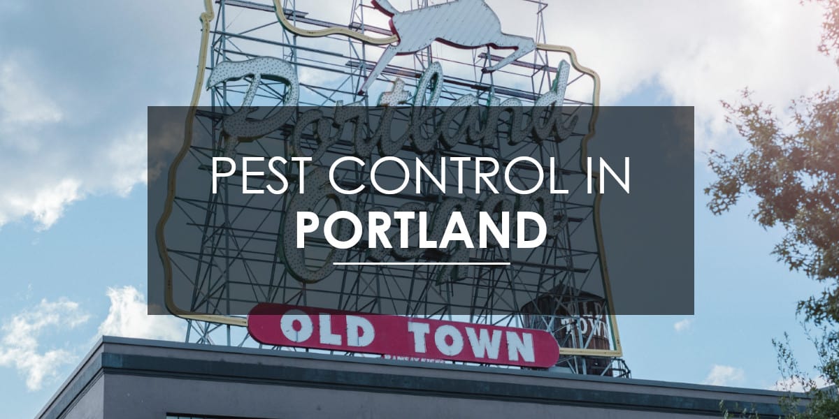 Pest Control in Portland