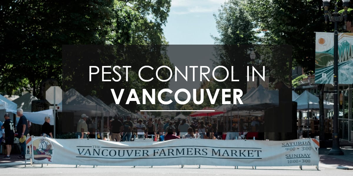 Pest Control in Vancouver