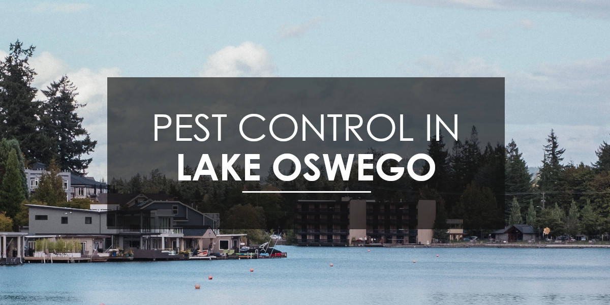 Pest Control in Lake Oswego