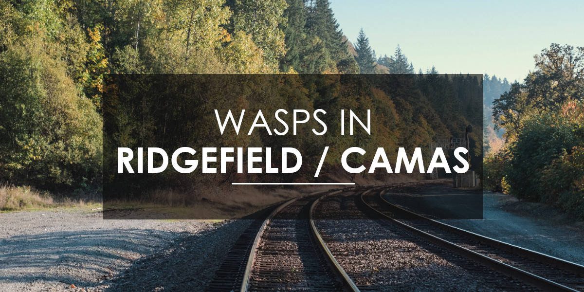 Wasps in Ridgefield and Camas