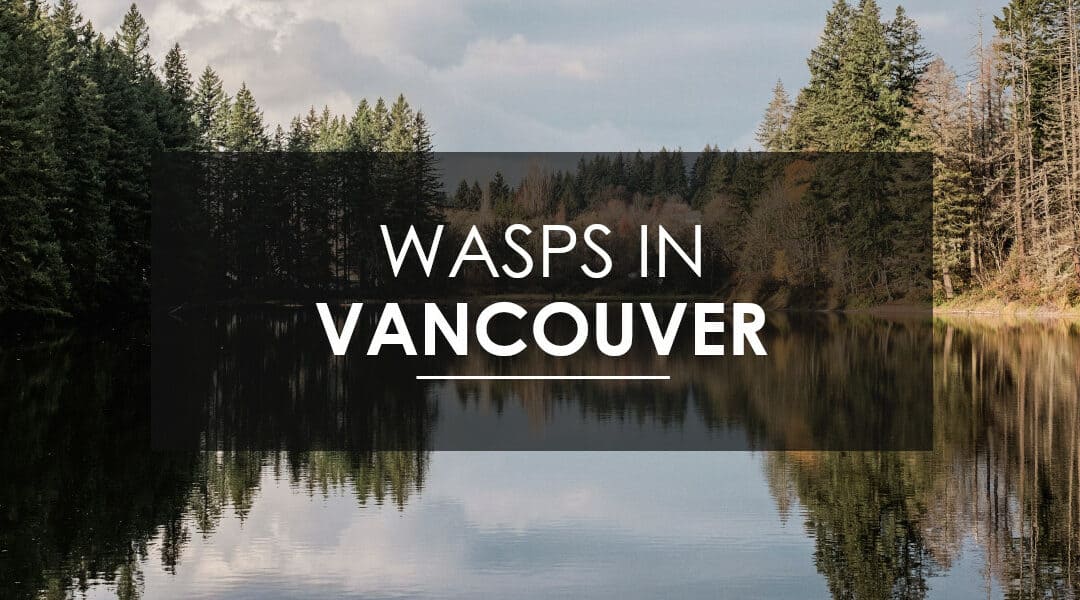 What to know about wasps,  hornets, and yellow jackets in Vancouver