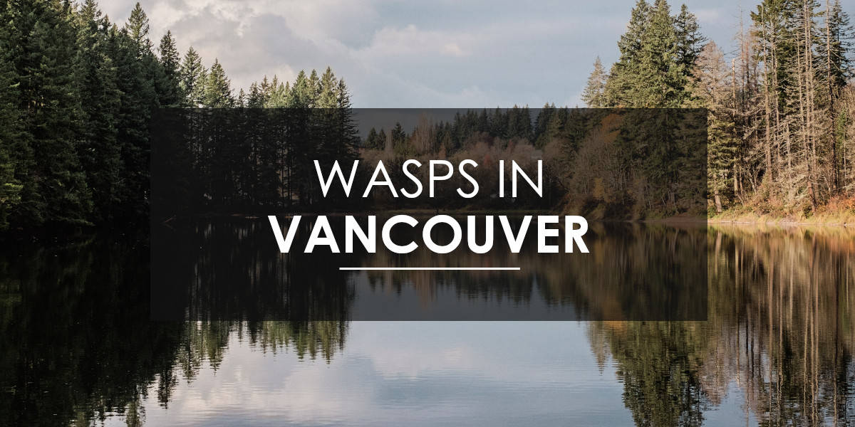 Wasps in Vancouver