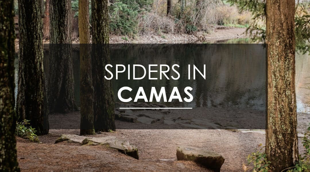 Spiders in Camas, WA