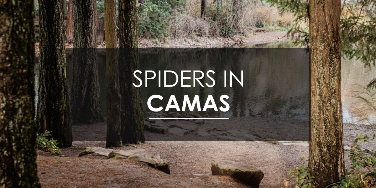 Spiders in Camas