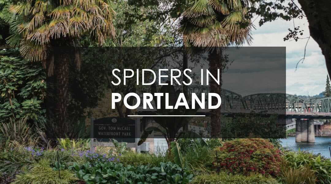 Spider Extermination in Portland, OR