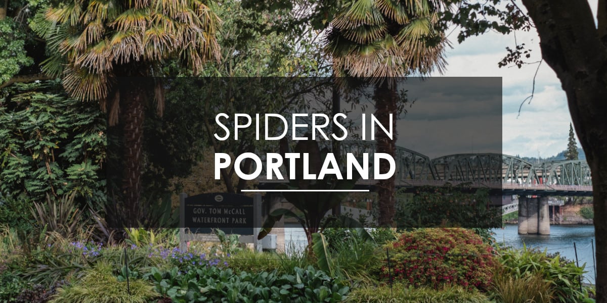 Spiders in Portland