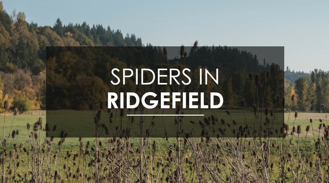 Spider Extermination in Ridgefield, WA